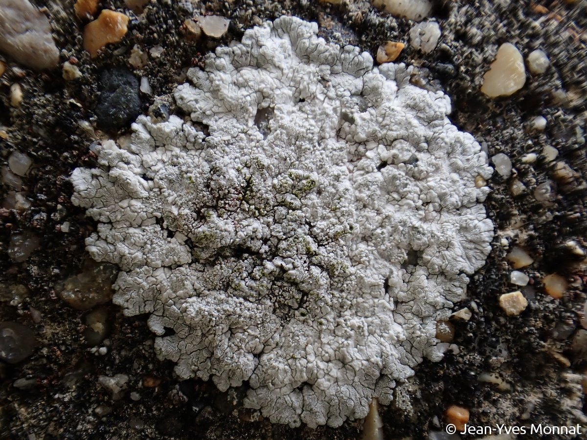 <i>Caloplaca teicholyta</i>  thalle stérile sur substrat artificiel (50, Vauville)