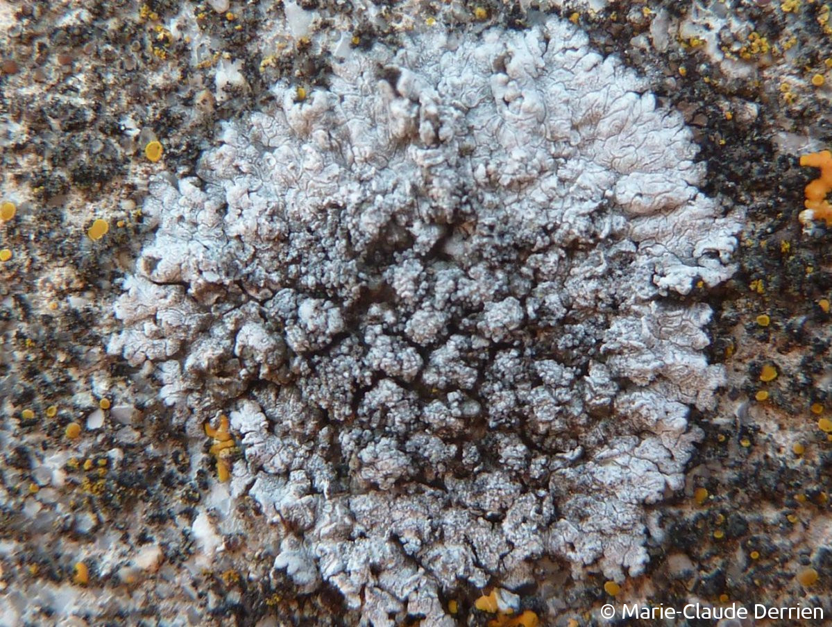 <i>Caloplaca teicholyta</i>  thalle stérile