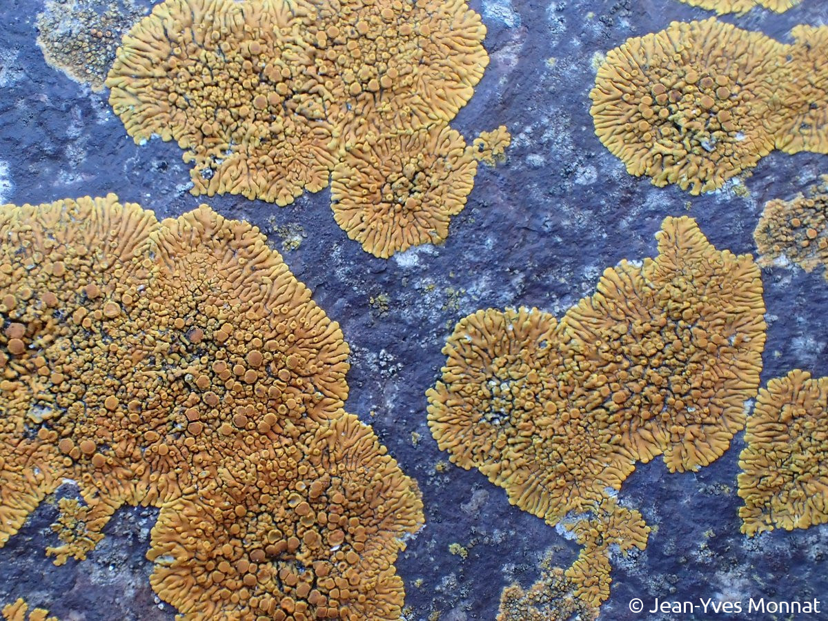 <i>Caloplaca thallincola</i>  mosaïque de thalles