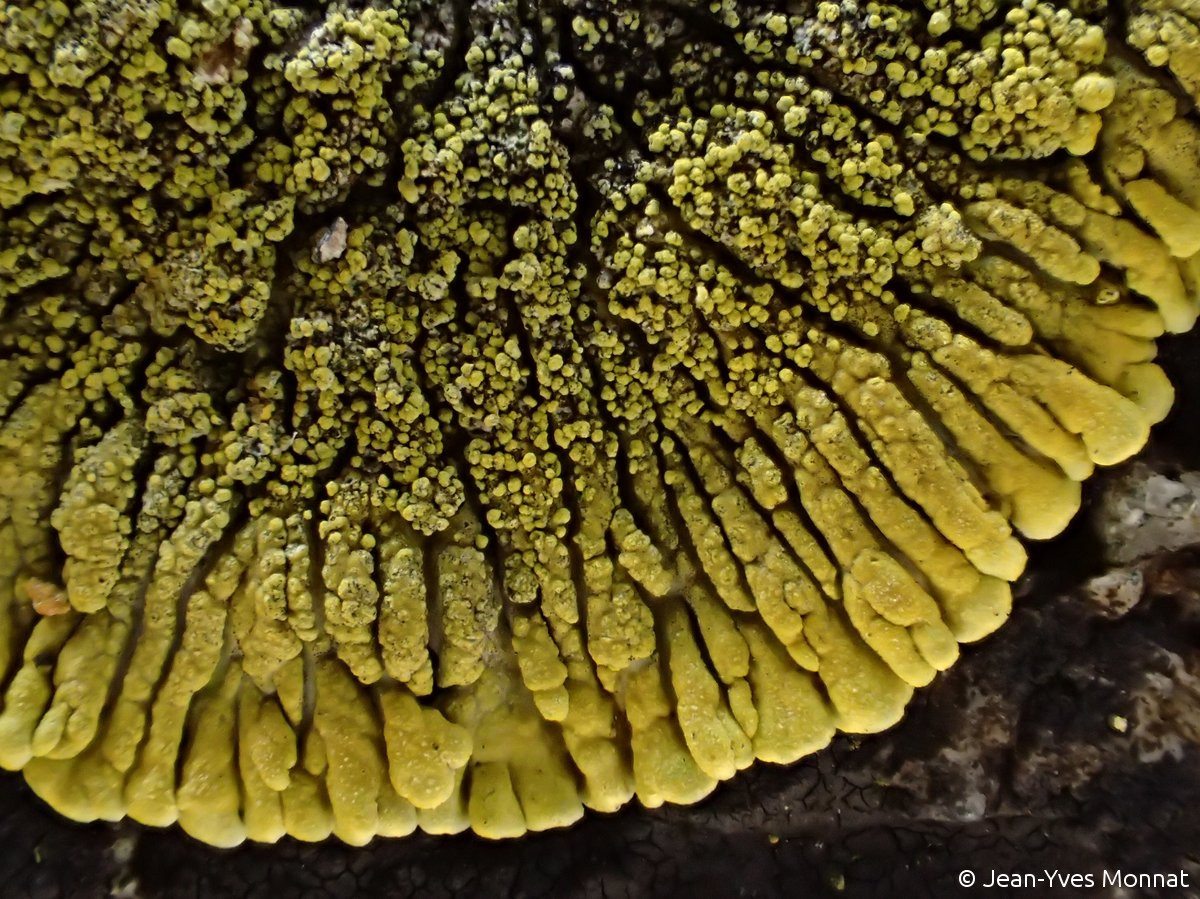 <i>Caloplaca verruculifera</i>  thalle stérile, détail des lobes et des verrues (29, Cléden-Cap-Sizun)