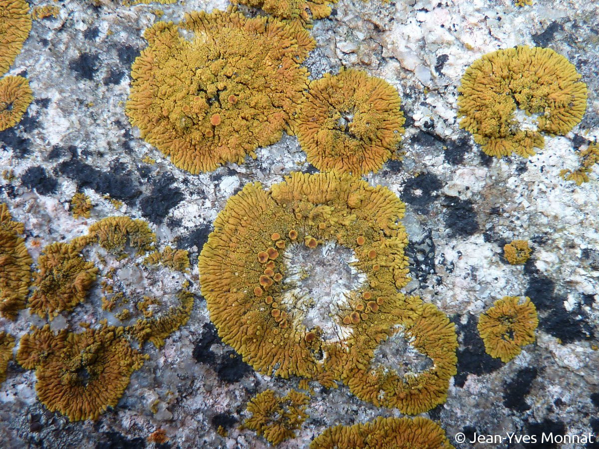 <i>Caloplaca verruculifera</i>  thalles fertiles, vue générale (29, Ouessant)