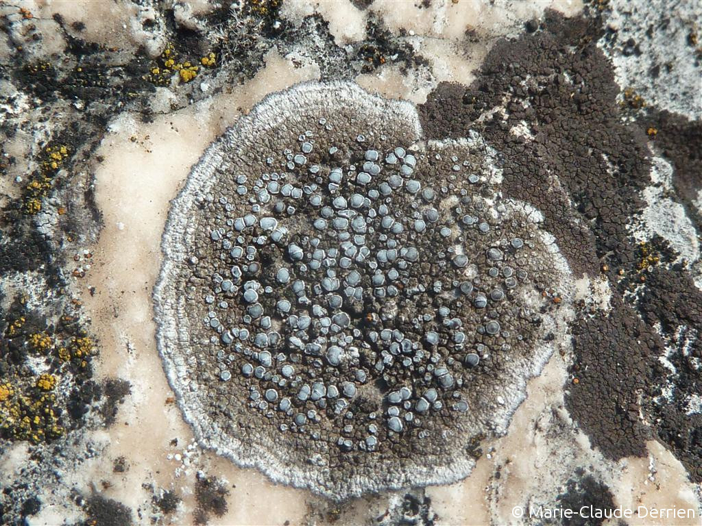 <i>Caloplaca variabilis</i>  thalle et apothécies