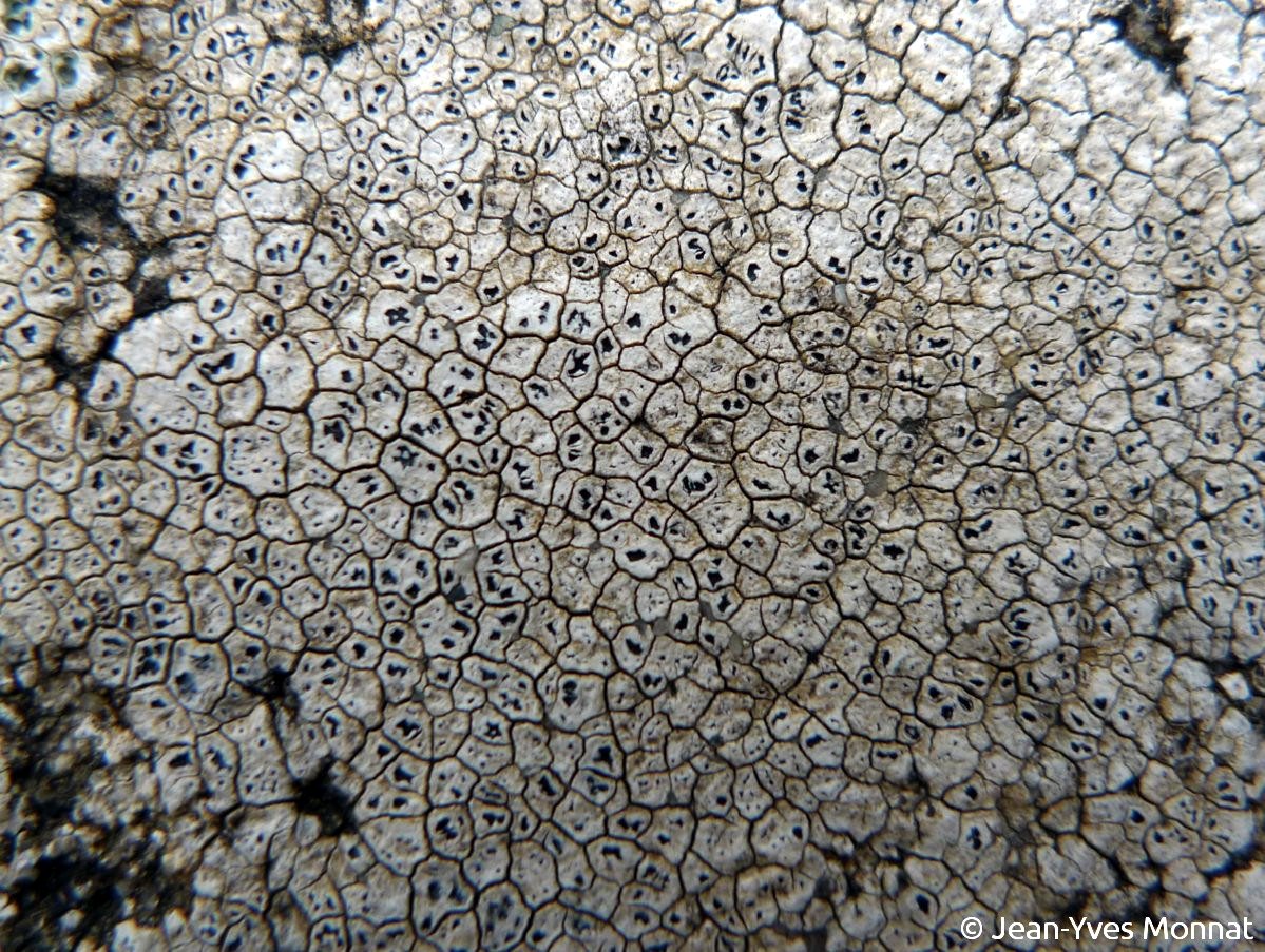 <i>Aspicilia calcarea</i>  thalle et apothécies