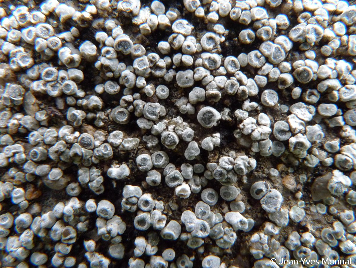 <i>Aspicilia contorta</i>  thalle à aréoles dispersées