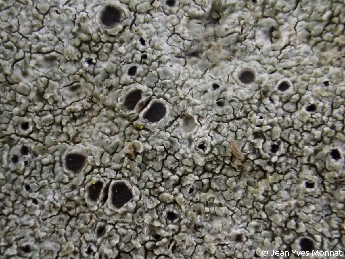 <i>Aspicilia leprosescens</i>  thalle et apothécies, vue rapprochée