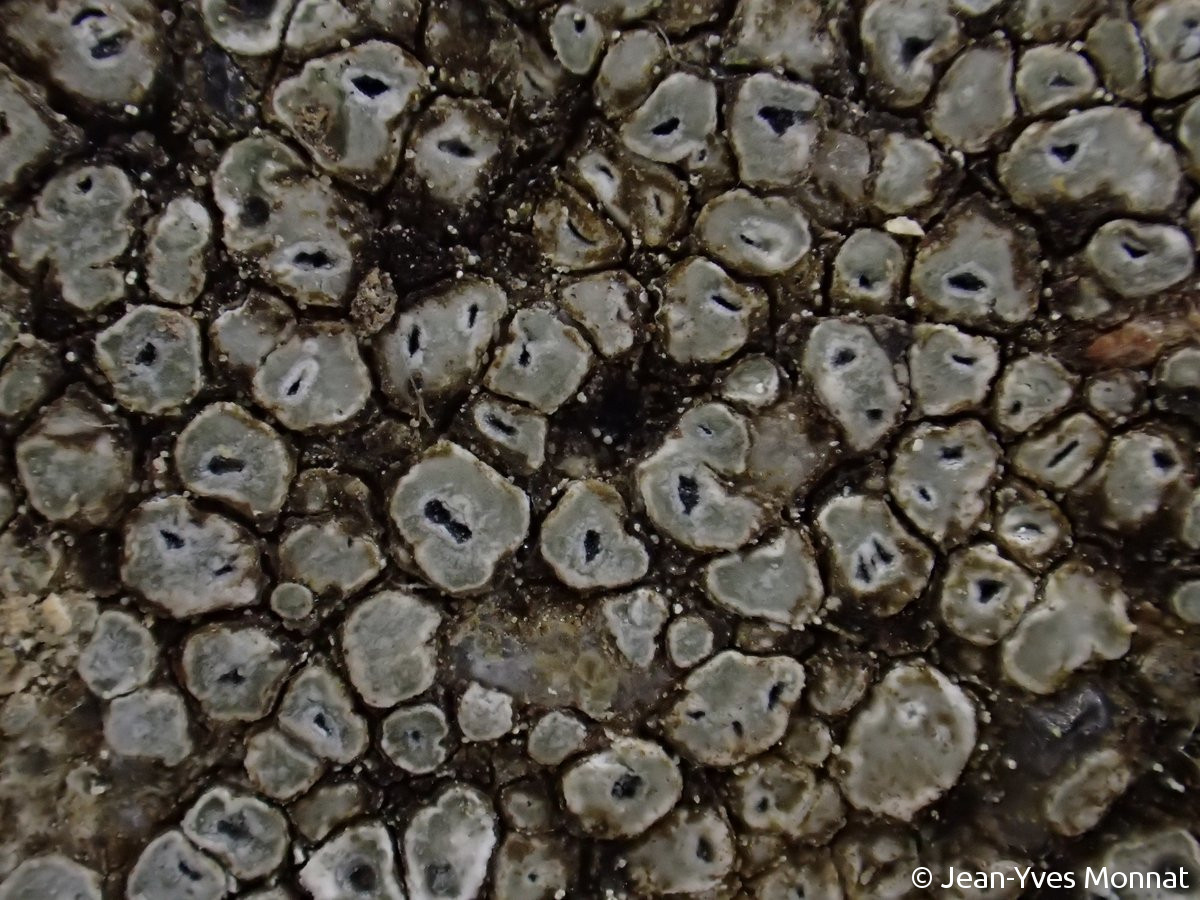 <i>Aspicilia contorta</i>  thalle à aréoles dispersées, vue rapprochée