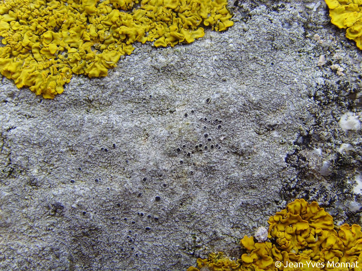 <i>Aspicilia leprosescens</i>  thalle et apothécies, vue générale