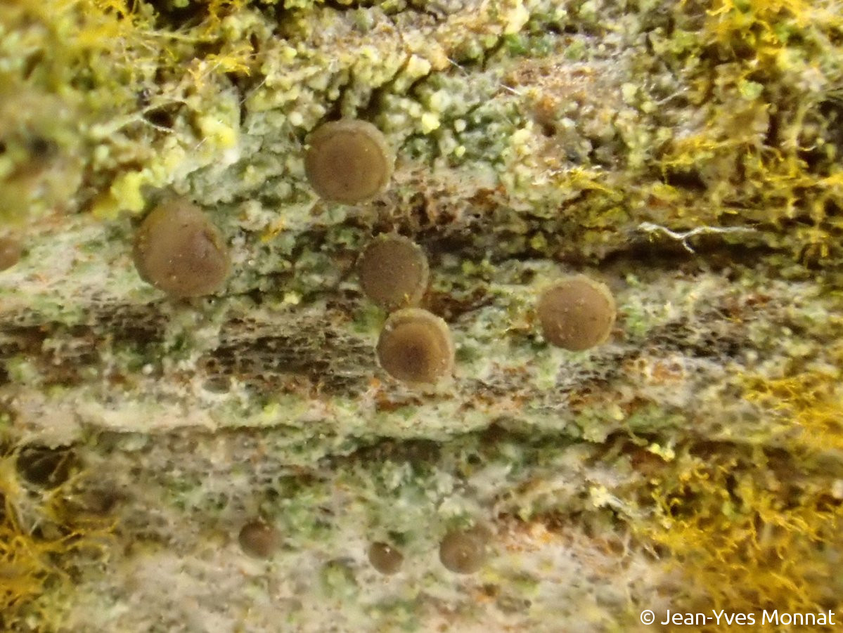 <i>Bacidia arceutina</i>  thalle et apothécies, vue générale