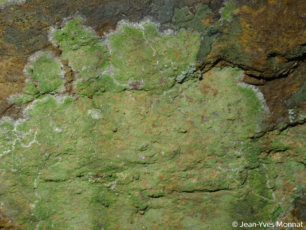 <i>Aquacidia antricola</i>  thalle, apothécies et pycnides (blanches), vue générale