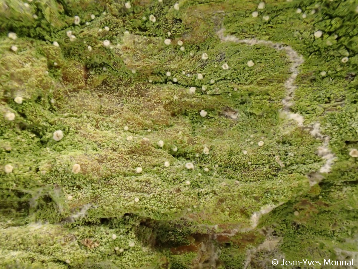 <i>Aquacidia antricola</i>  thalle et pycnides (blanches), vue générale