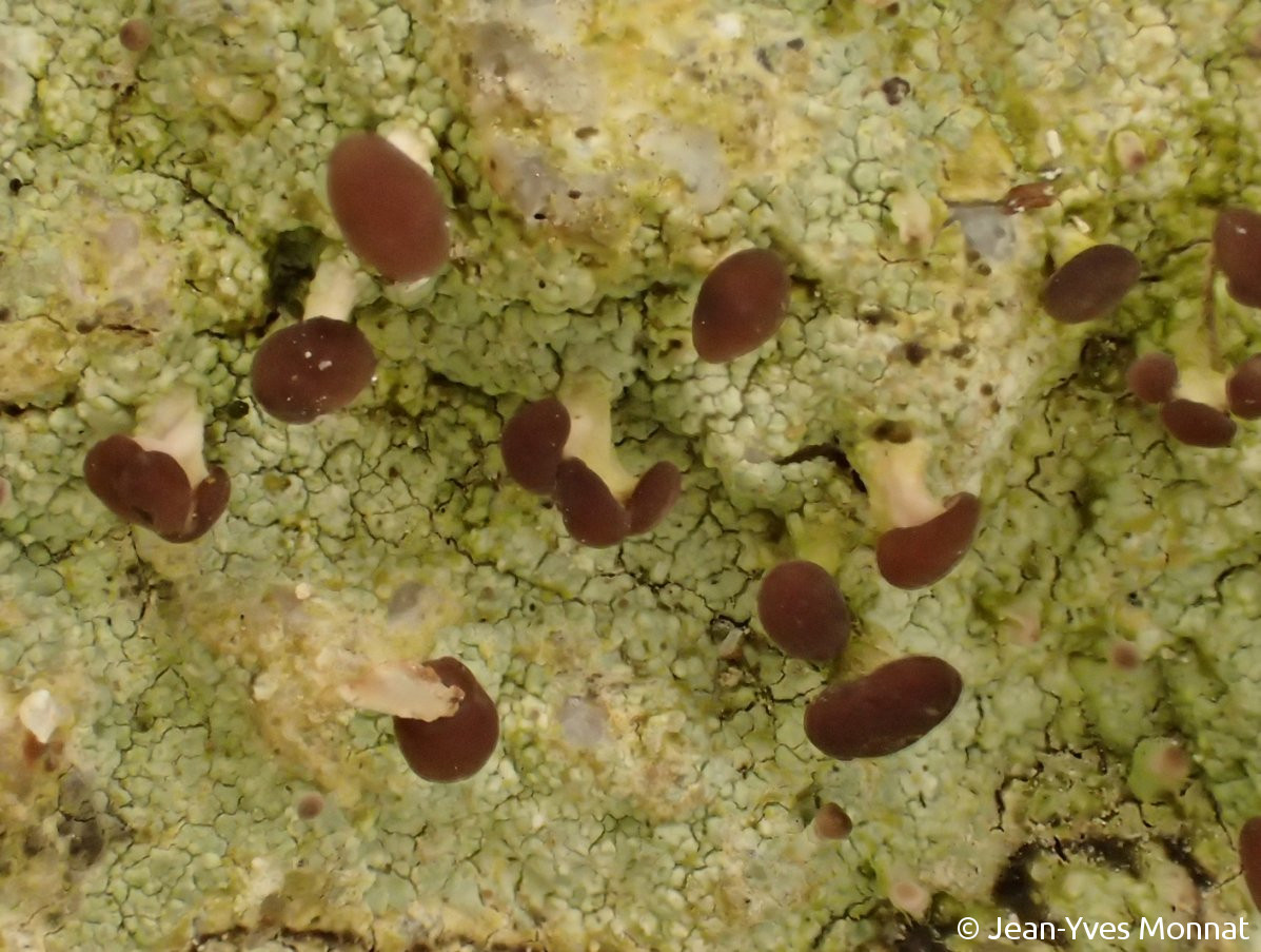 <i>Baeomyces rufus</i>  thalle et apothécies pédonculées, vue rapprochée