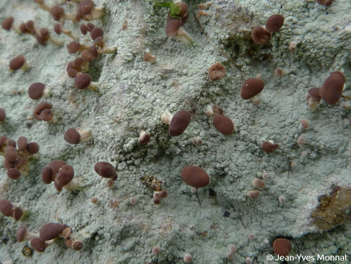 <i>Baeomyces rufus</i>  thalle et apothécies pédonculées, vue générale