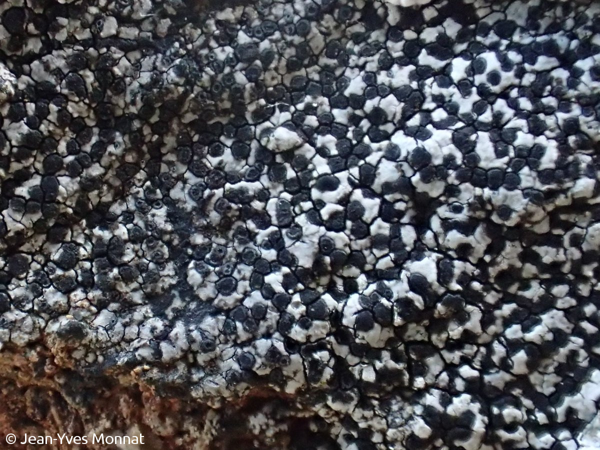 <i>Buellia stellulata</i>  thalle et apothécies, vue générale