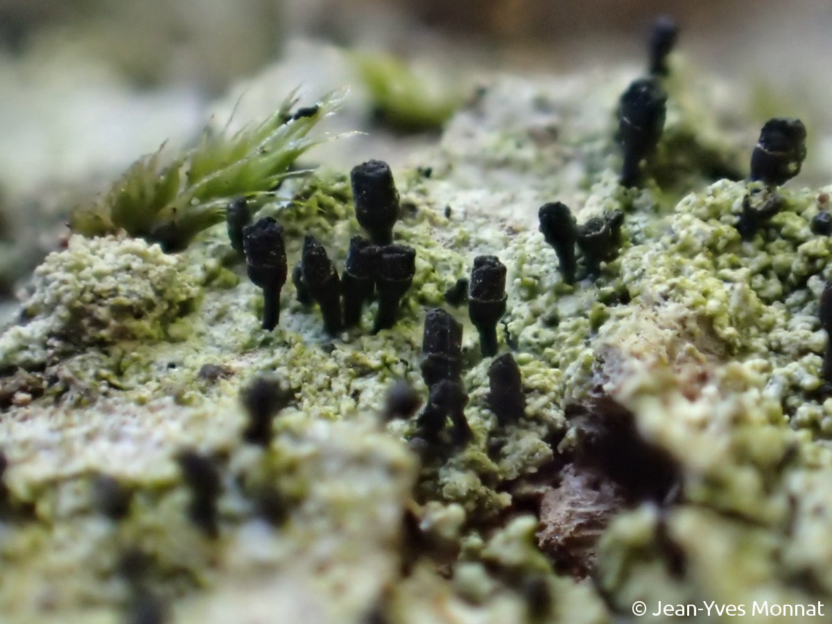 <i>Calicium hyperelloides</i>  thalle et apothécies, vue rapprochée
