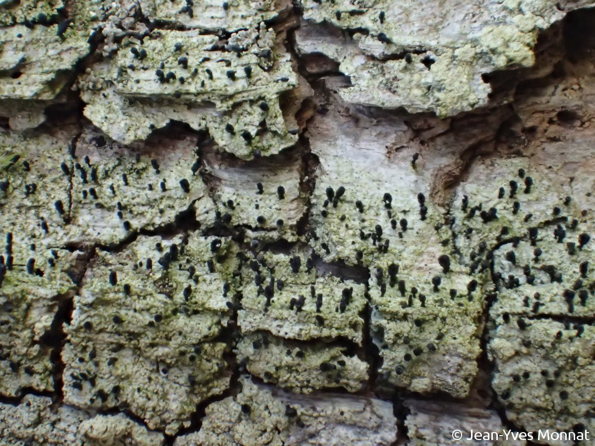 <i>Calicium hyperelloides</i>  thalles et apothécies, plan large