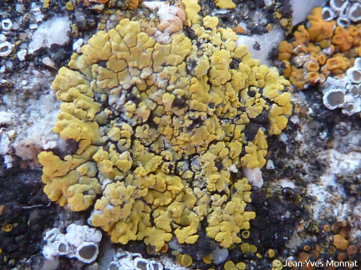 <i>Candelariella medians</i>  thalle placodioïde (84, Viens)