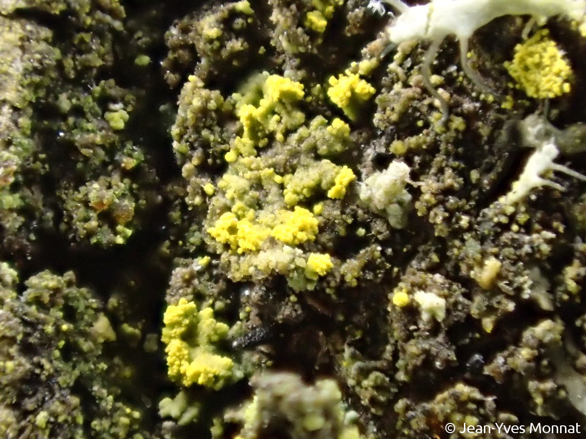 <i>Candelariella reflexa</i>  squamules, vue rapprochée (56, Guillac)