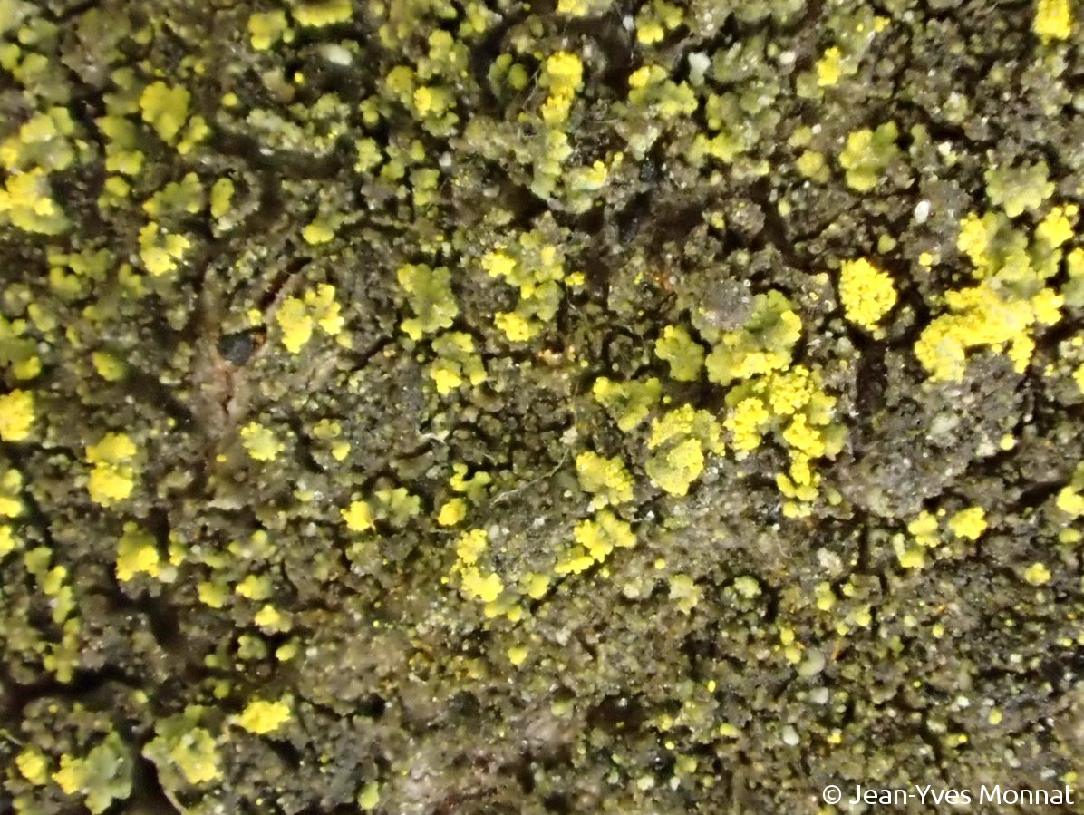<i>Candelariella reflexa</i>  squamules, vue générale (56, Guillac)