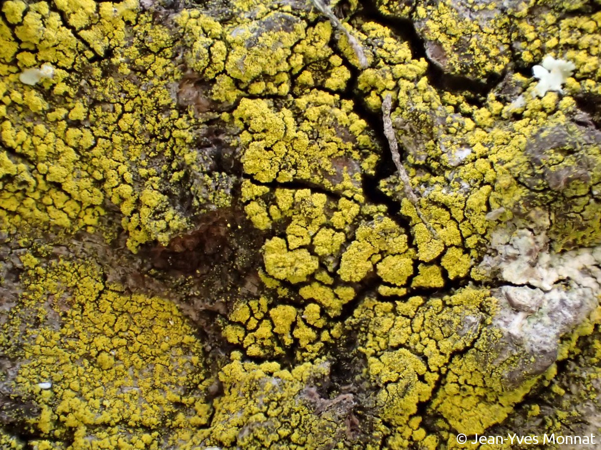 <i>Candelariella xanthostigma</i>  thalle granuleux stérile (81, Albi)