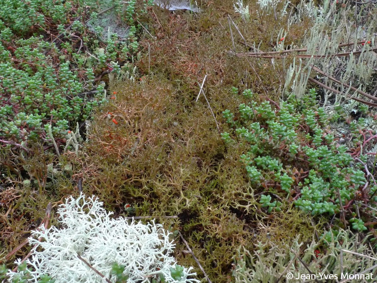 <i>Cetraria aculeata</i>  thalles dans leur habitat terricole