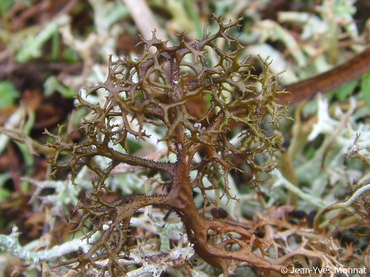 <i>Cetraria aculeata</i>  thalle, vue rapprochée