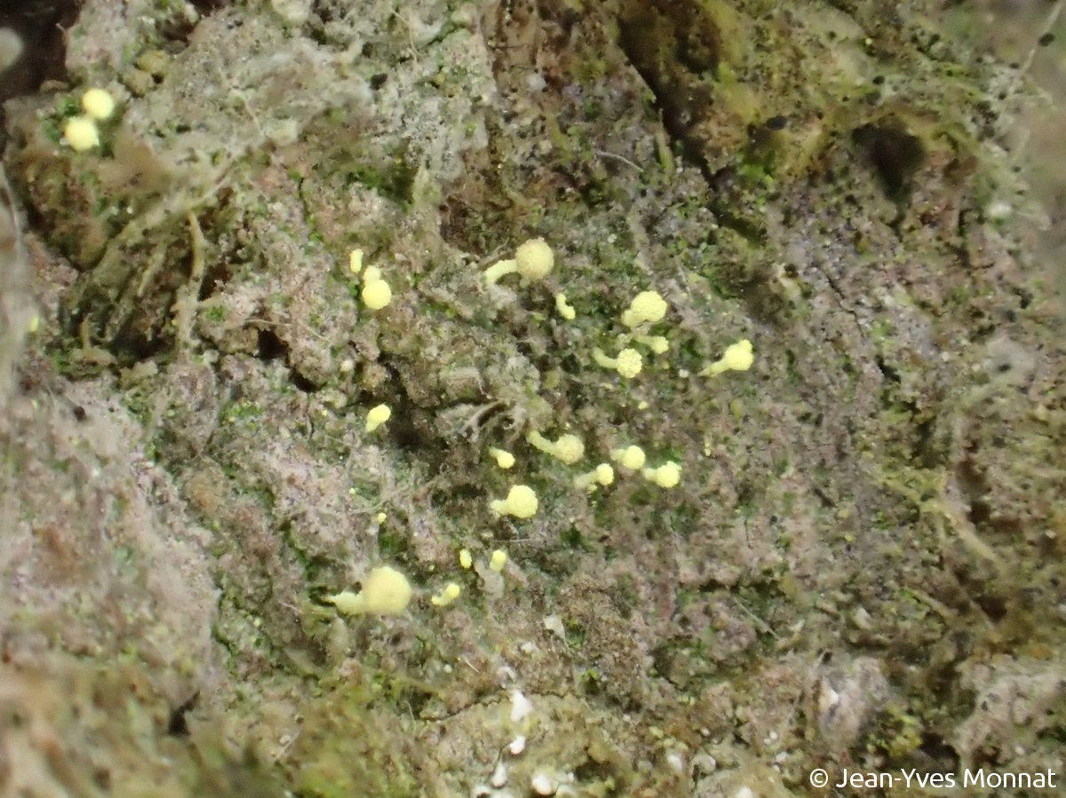 <i>Chaenotheca brachypoda</i>  thalle et apothécies pédonculées