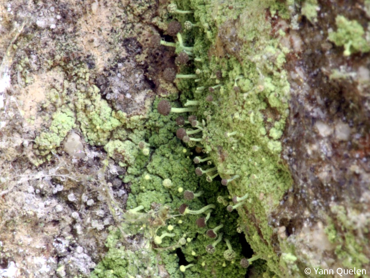 <i>Chaenotheca furfuracea</i>  thalle et apothécies pédonculées