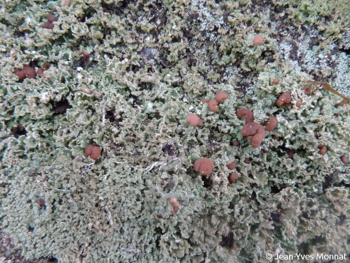 <i>Cladonia caespiticia</i>  thalle primaire et podétions (29, Berrien)