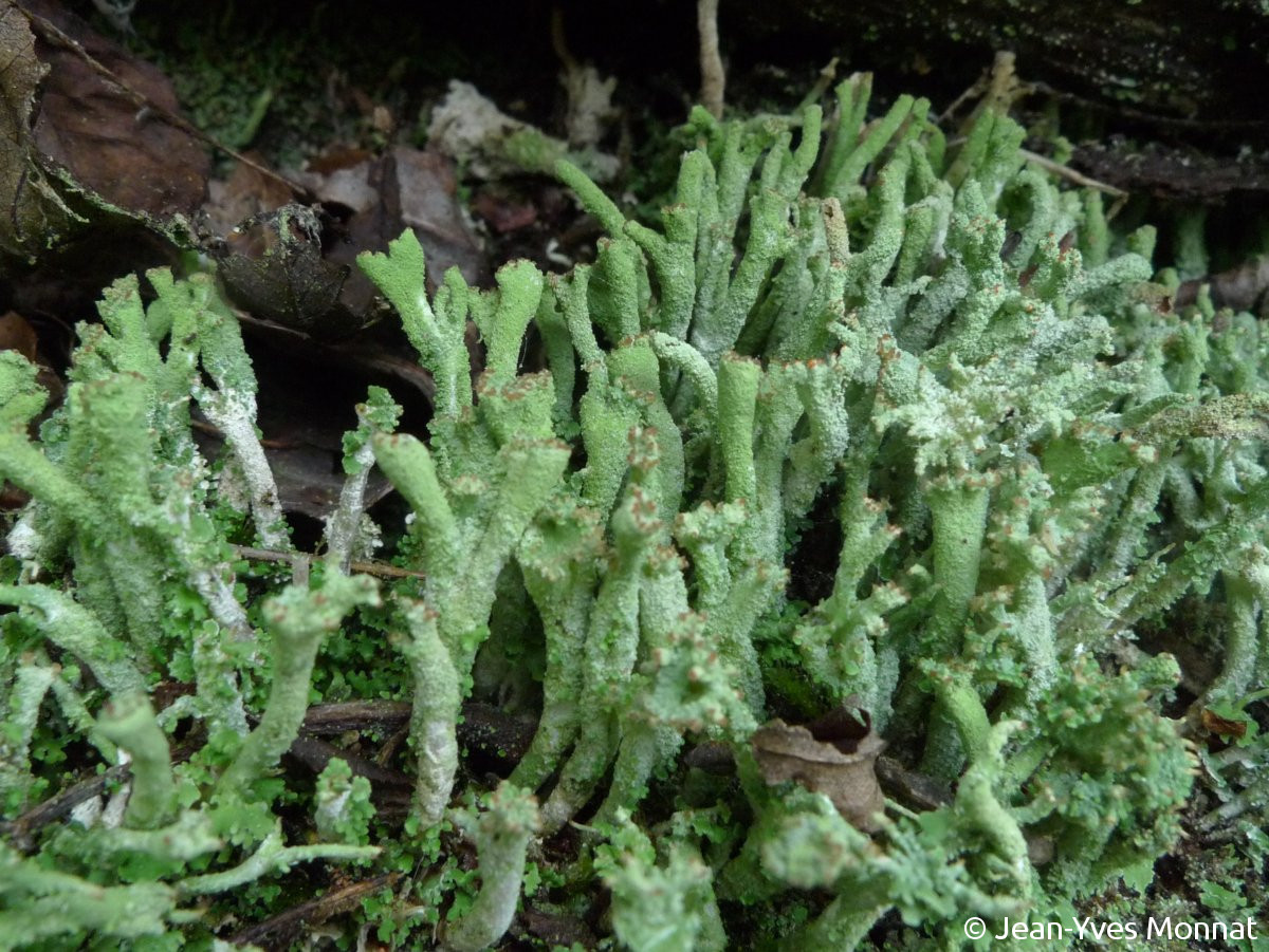 <i>Cladonia ochrochlora</i>  thalle primaire et podétions