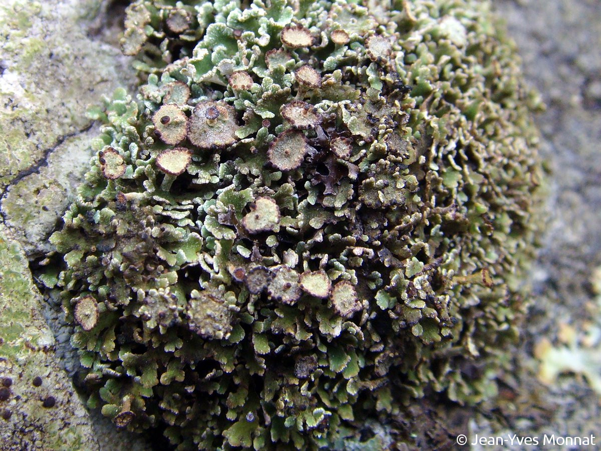 <i>Cladonia cervicornis</i>  thalle primaire et podétions (29, Plogoff)