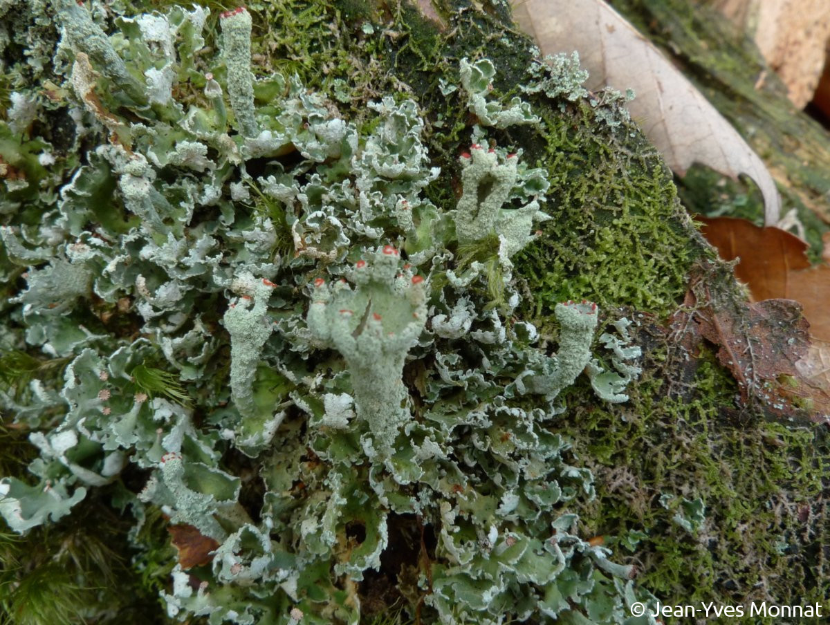 <i>Cladonia digitata</i>  thalle primaire et podétions (56, Plouay)