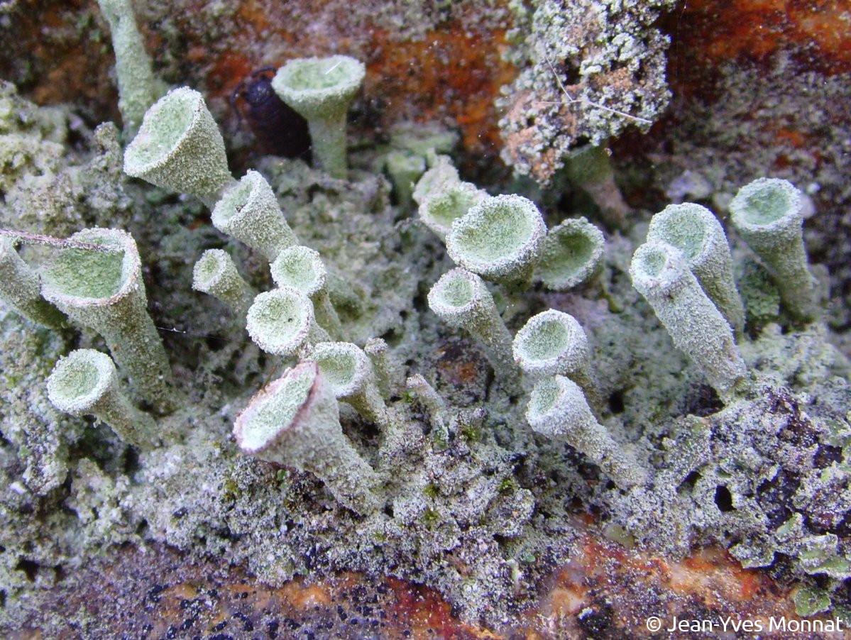 <i>Cladonia fimbriata</i>  thalle primaire et podétions (29, Quimper)