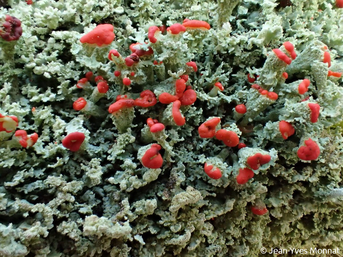 <i>Cladonia floerkeana</i>  thalle primaire et podétions