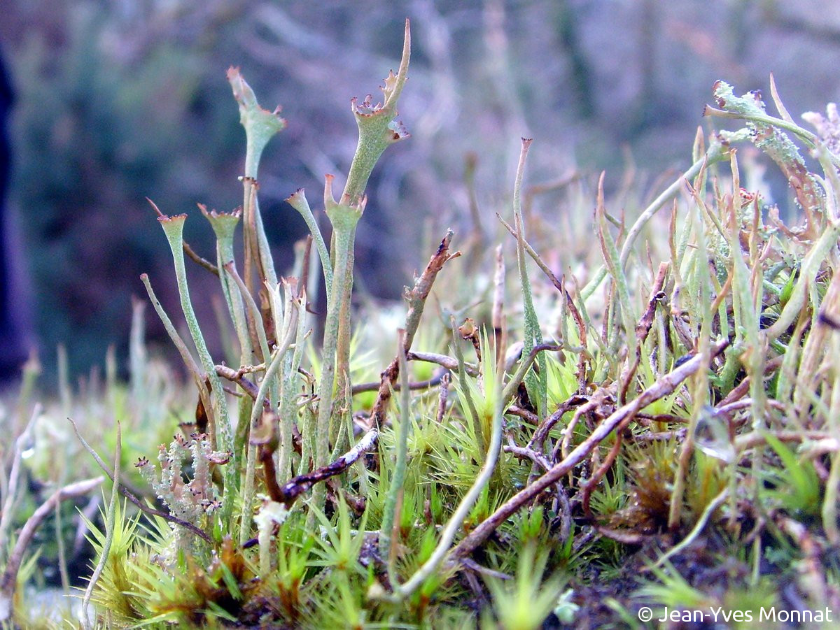 <i>Cladonia gracilis</i>  podétions (56, Languidic)