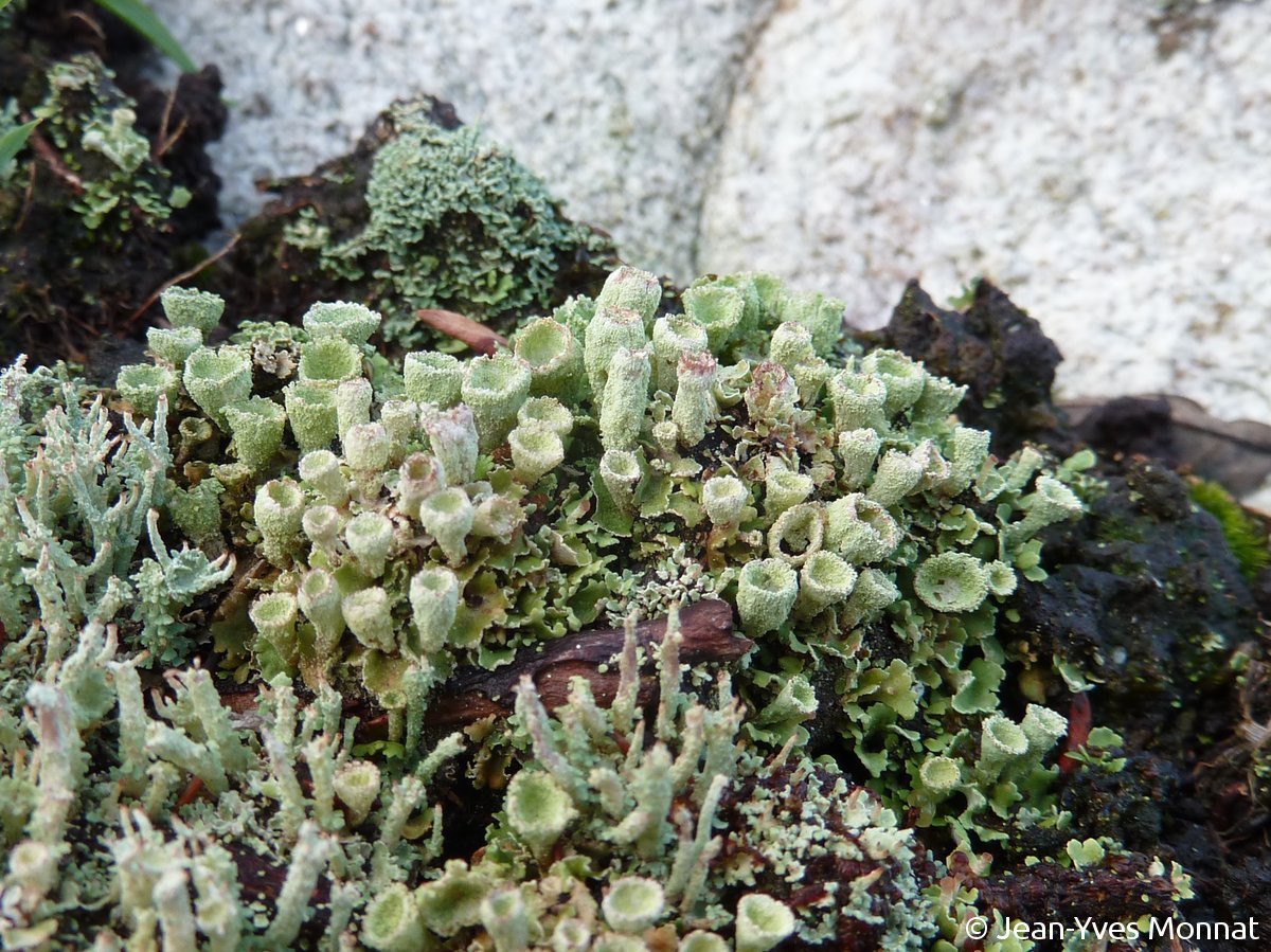 <i>Cladonia humilis</i>  thalle primaire et podétions (29, Plogoff)