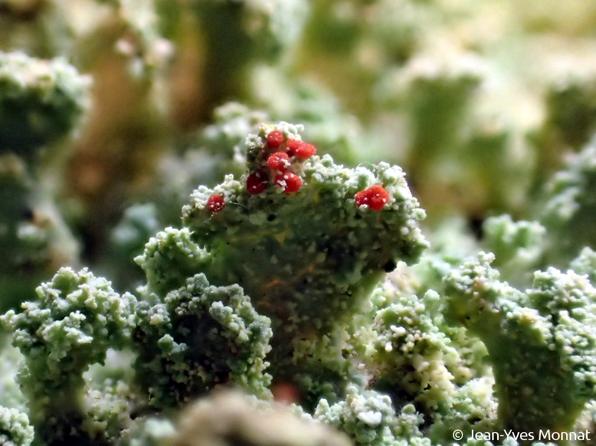 <i>Cladonia incrassata</i>  thalle primaire et podétions, vue rapprochée