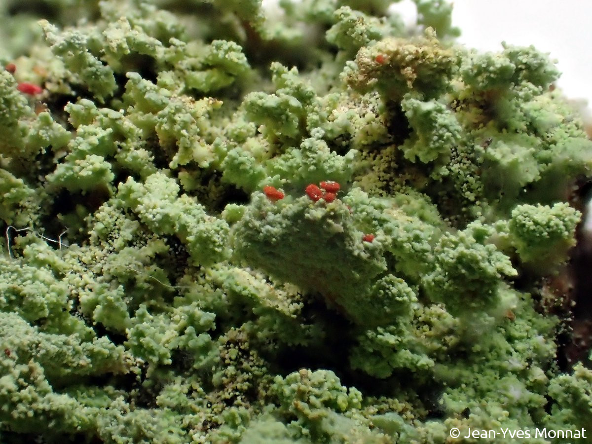 <i>Cladonia incrassata</i>  thalle primaire et podétions, vue générale