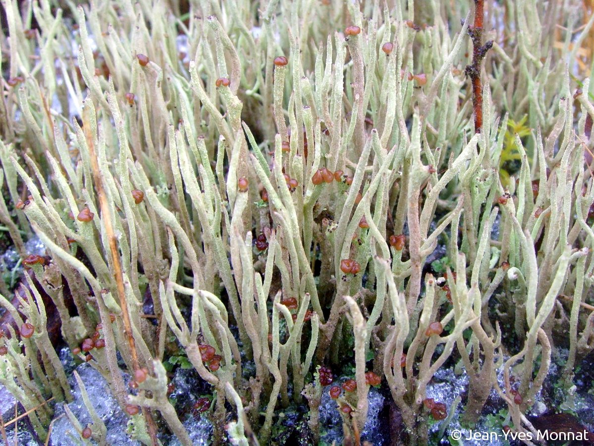 <i>Cladonia subulata</i>  podétions fertiles