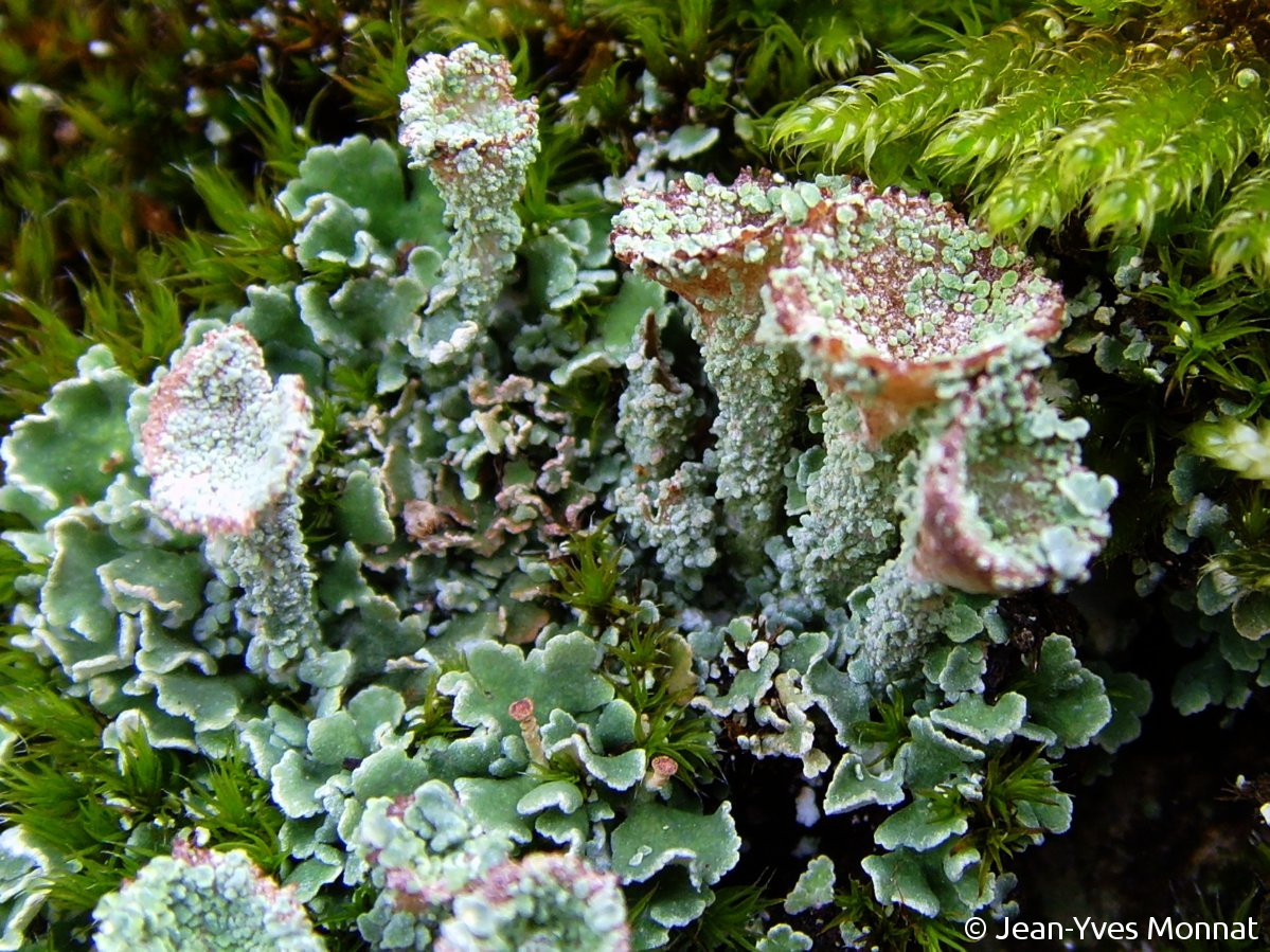 <i>Cladonia pyxidata</i>  thalle primaire et podétions (12, Rieupeyroux)