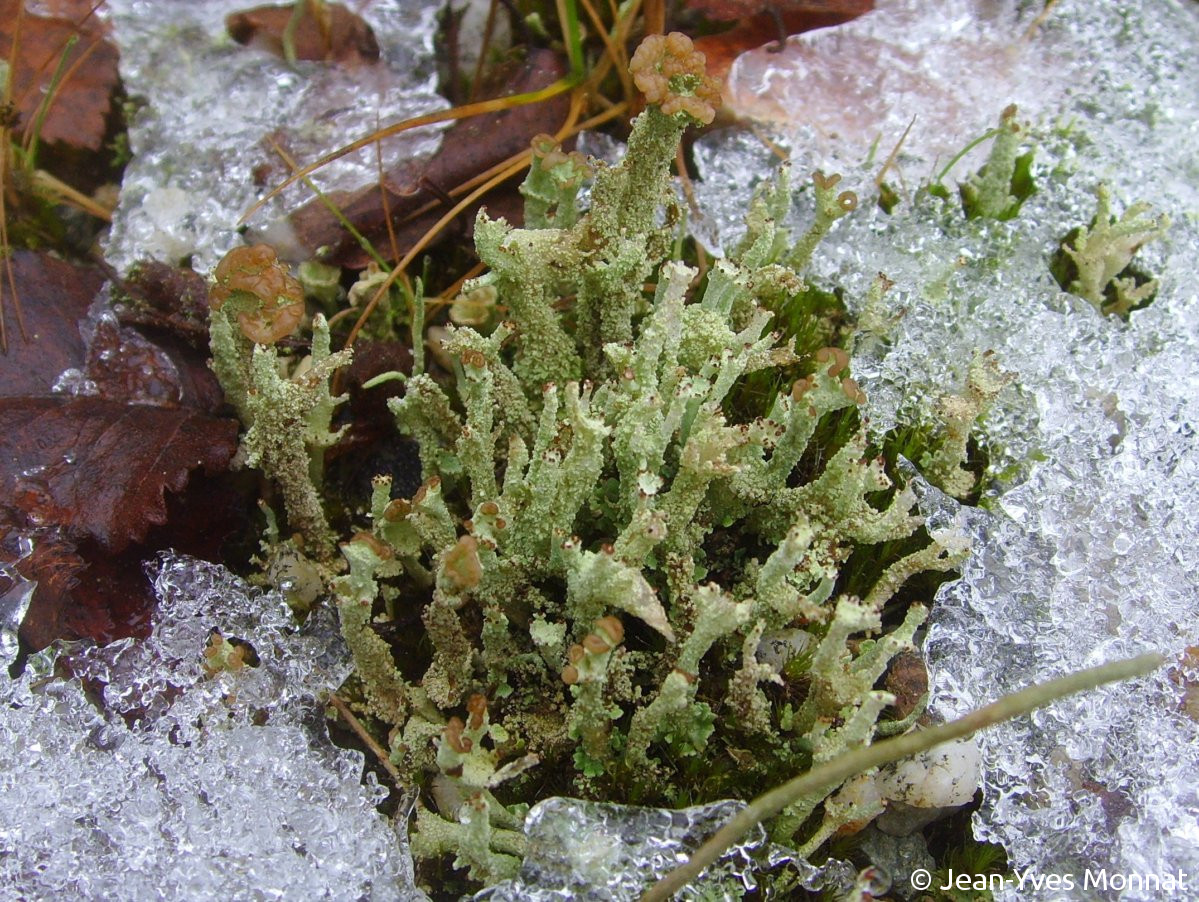 <i>Cladonia ramulosa</i>  thalle primaire et podétions (56, Inzinzac-Lochrist)