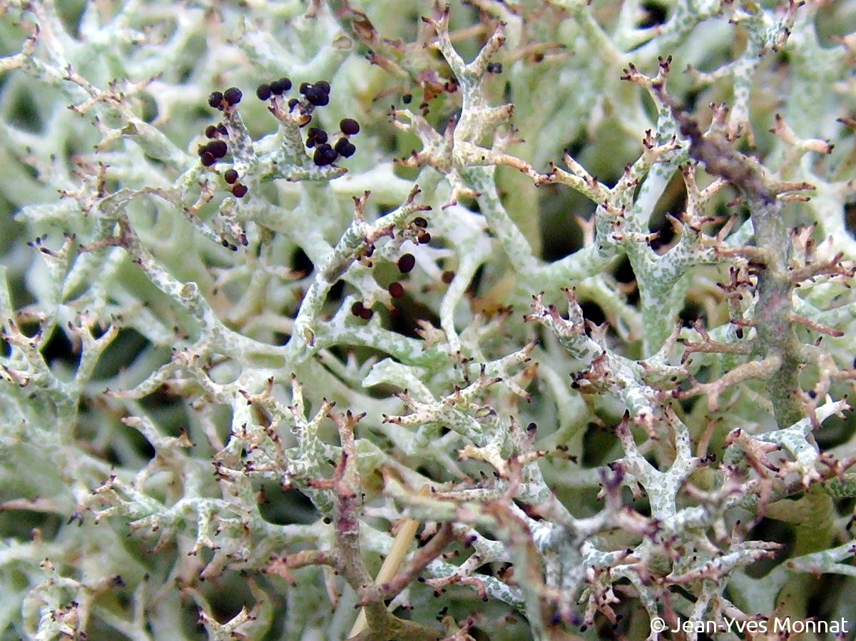 <i>Cladonia rangiformis</i>  podétions fertiles