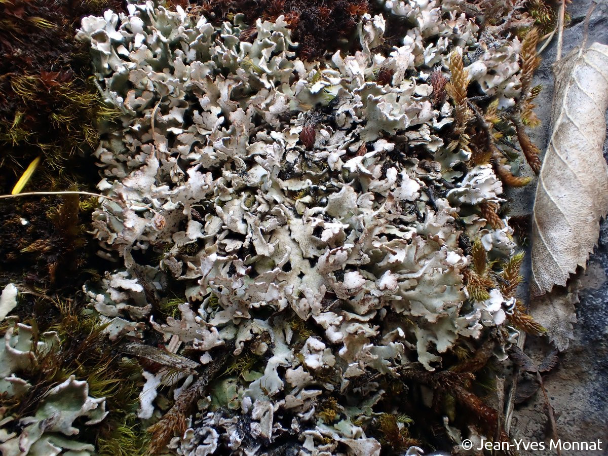 <i>Cladonia symphycarpa</i>  thalle primaire