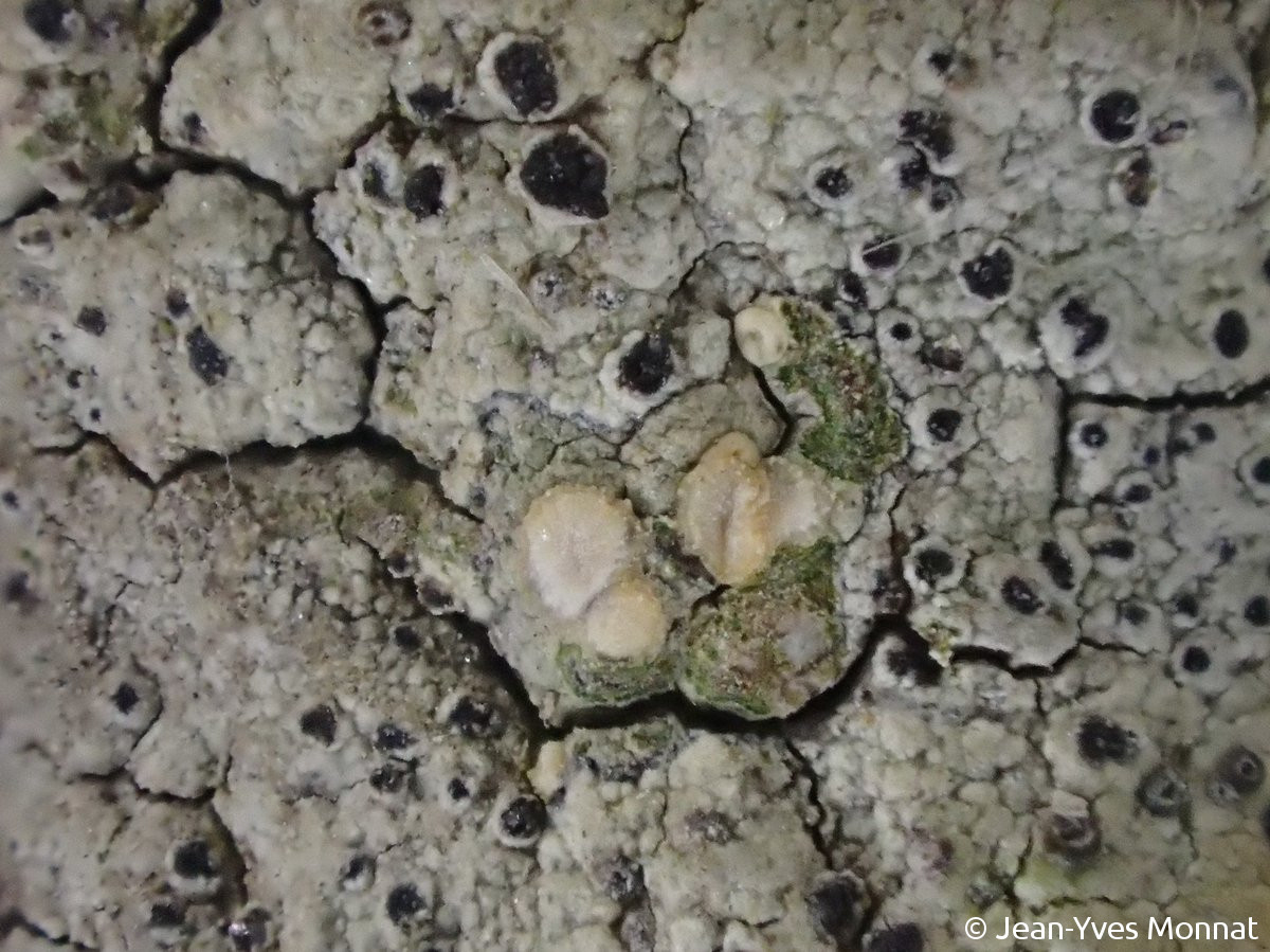 <i>Cliostomum corrugatum</i>  thalle, apothécies (jaunes) et pycnides (noires), vue rapprochée (56, Sauzon)