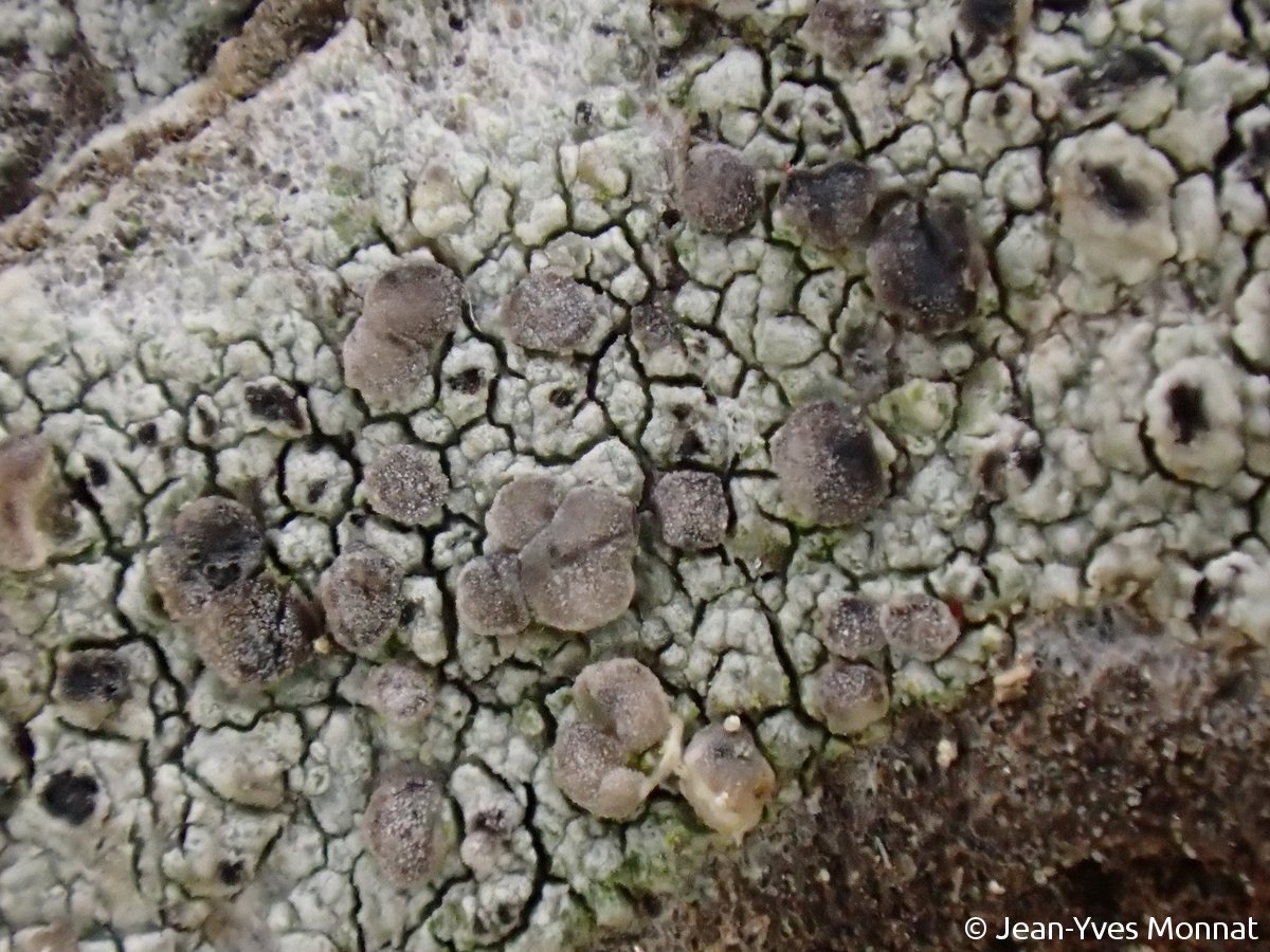 <i>Cliostomum griffithii</i>  thalle, apothécies (brunes) et pycnides (noires) (56, Locmariaquer)