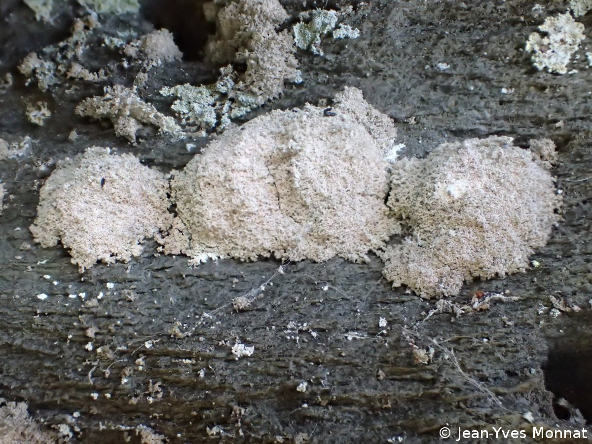 <i>Dendrographa latebrarum</i>  thalles, vue rapprochée (29, Hanvec)