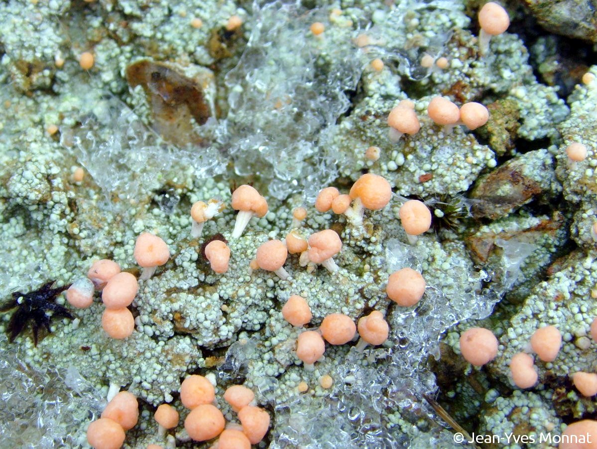 <i>Dibaeis baeomyces</i>  thalle et apothécies stipitées