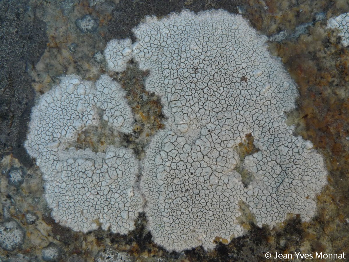 <i>Diploschistes actinostoma</i>  thalle et apothécies (56, La Roche-Bernard)