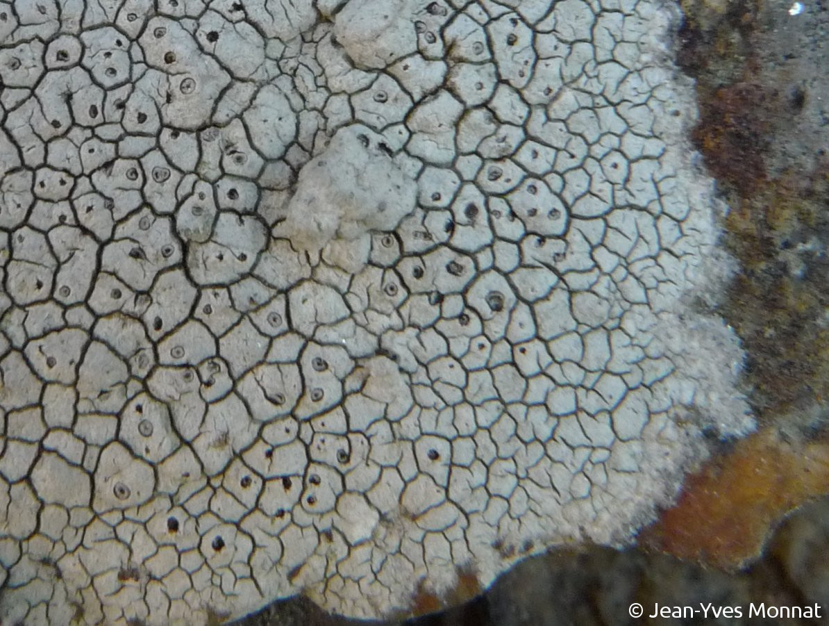 <i>Diploschistes actinostoma</i>  thalle et apothécies immergées (56, La Roche-Bernard)