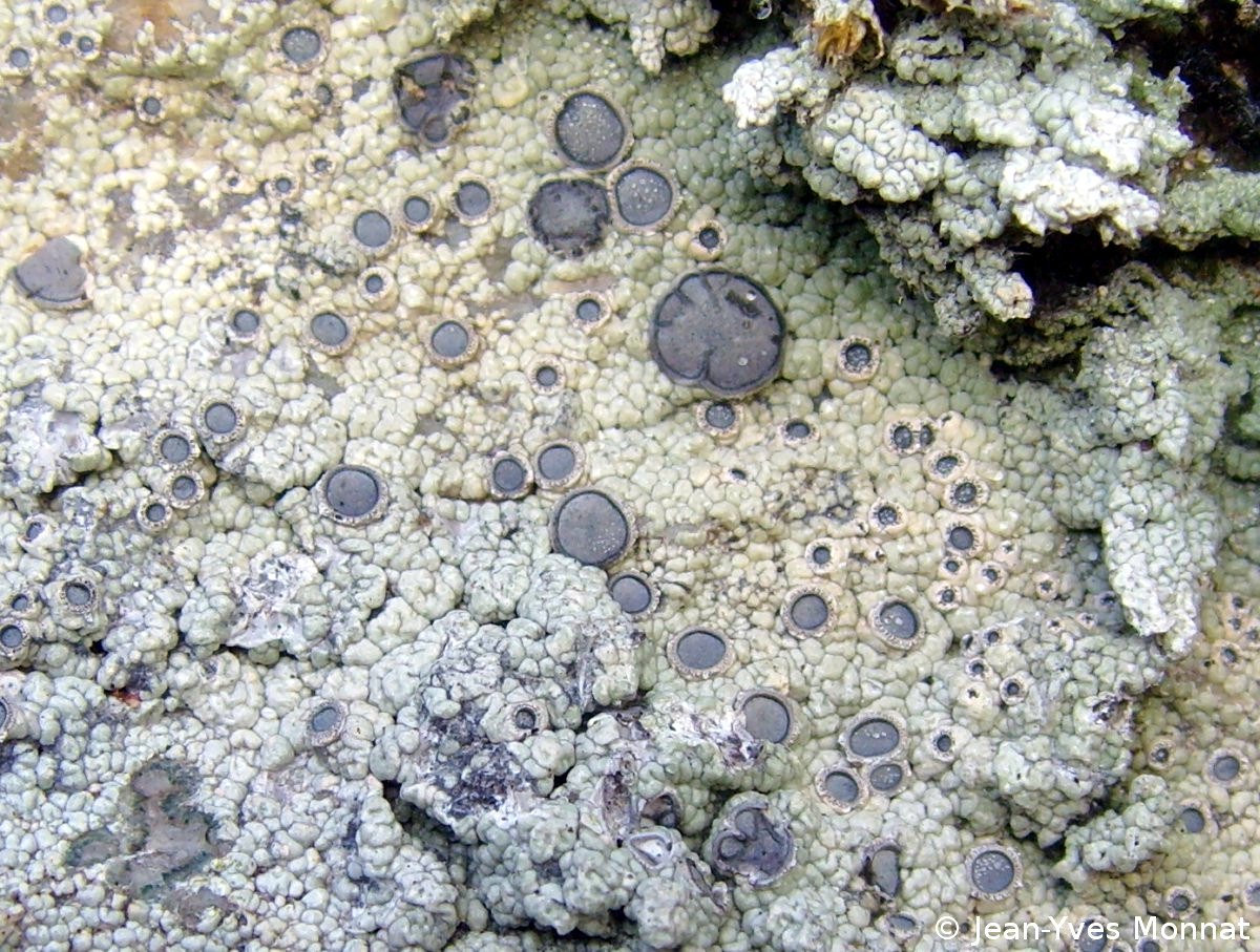 <i>Diploschistes scruposus</i>  thalle et apothécies (56, Languidic)