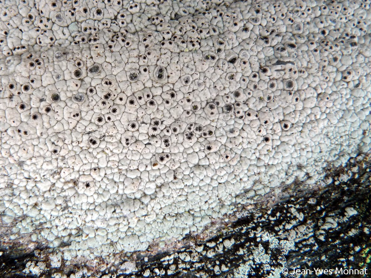 <i>Diploschistes scruposus</i>  thalle et apothécies (29, La Feuillée)